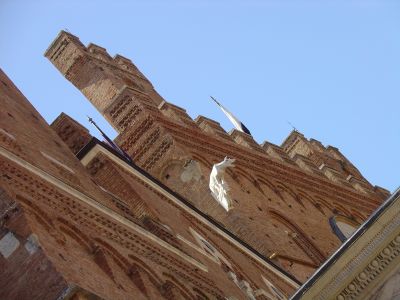 Siena Faccia del Palazzo Pubblico.
Composizione di tensioni vettoriali. Lo sbilanciamento della facciata sottrae appoggio alla lupa che si protende nel tentativo di sfuggire il venir meno della certezza del sostegno ortogonale.