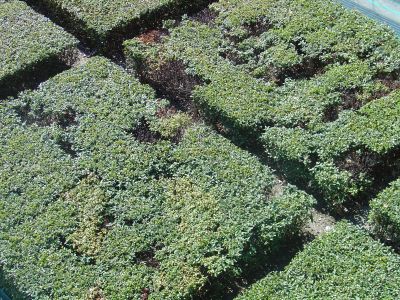 Torino, Lingotto.
Amplificazione della qualità testurale. Il giardino industriale di Renzo Piano appiattito dal taglio diagonale diventa pura superficie e textura.